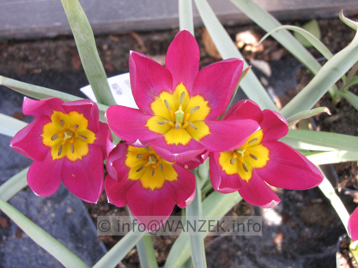 Tulipa humilis pulchella 01.JPG